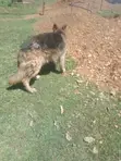 Purebred German Shepherd - 1+ Year Male - 5