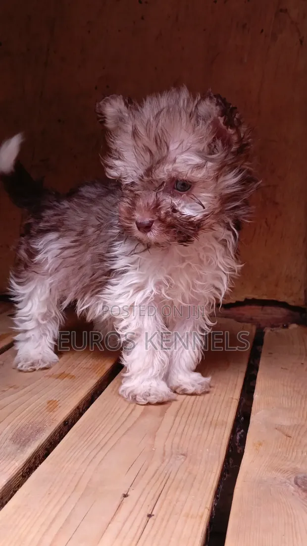 Purebred Havanese Puppy - 1-3 Months Male - 1