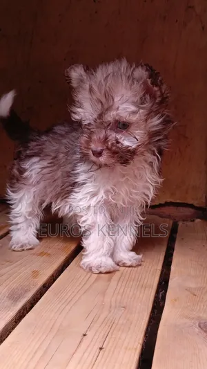 Purebred Havanese Puppy - 1-3 Months Male