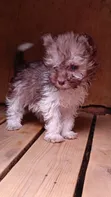 Purebred Havanese Puppy - 1-3 Months Male - 2