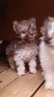 Purebred Havanese Puppy - 1-3 Months Male - 3