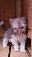 Purebred Havanese Puppy - 1-3 Months Male - 4