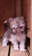 Purebred Havanese Puppy - 1-3 Months Male - 5