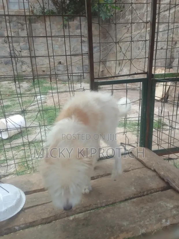 Mbwa Mzazi wa Maltese, Miezi 6-12 Jike - 1