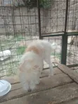 Mbwa Mzazi wa Maltese, Miezi 6-12 Jike - 1