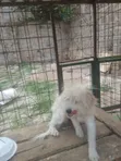 Mbwa Mzazi wa Maltese, Miezi 6-12 Jike - 4