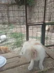 Mbwa Mzazi wa Maltese, Miezi 6-12 Jike - 5