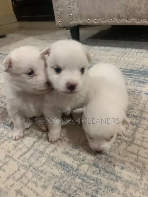 Chihuahua Safi Kinda - Jike Miezi 1-3 - 1