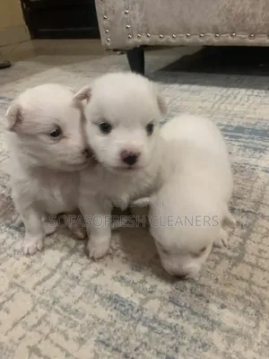 Chihuahua Safi Kinda - Jike Miezi 1-3