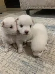Chihuahua Safi Kinda - Jike Miezi 1-3 - 1