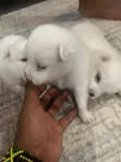 Chihuahua Safi Kinda - Jike Miezi 1-3 - 2