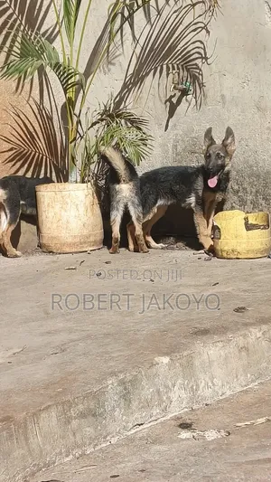 Female Purebred German Shepherd Puppy (1-3 Months)