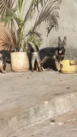 Female Purebred German Shepherd Puppy (1-3 Months) - 1