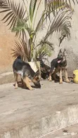 Female Purebred German Shepherd Puppy (1-3 Months) - 2