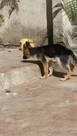 Female Purebred German Shepherd Puppy (1-3 Months) - 3