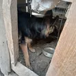 German Wirehaired Pointer Mume Mwenye Miezi 7 - 3