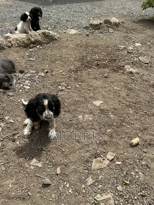 Purebred Cocker Spaniel Puppy, 3-6 Months