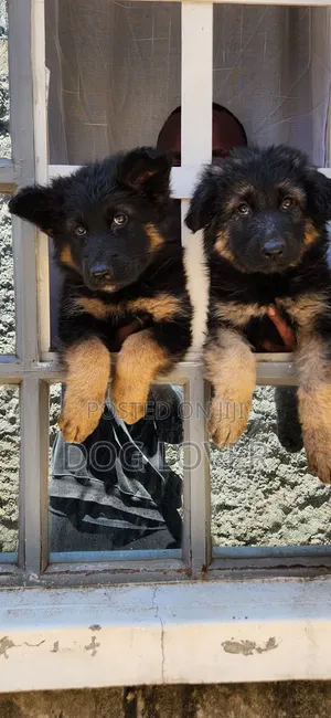1-3 Month Male Purebred German Shepherd Puppy