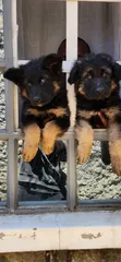 1-3 Month Male Purebred German Shepherd Puppy - 1