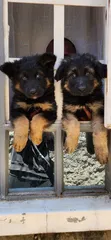 1-3 Month Male Purebred German Shepherd Puppy - 2
