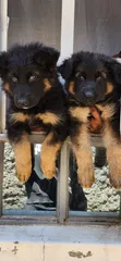 1-3 Month Male Purebred German Shepherd Puppy - 3