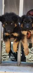 1-3 Month Male Purebred German Shepherd Puppy - 4