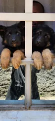 1-3 Month Male Purebred German Shepherd Puppy - 5