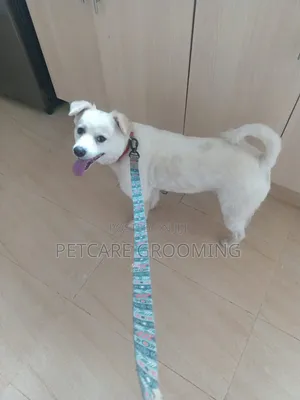 Pet Care Grooming Services