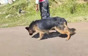 Dog Training Services