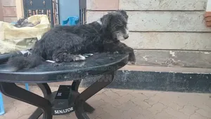 Professional Pet Grooming Service - Embakasi