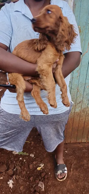 Purebred Cocker Spaniel Stud Services