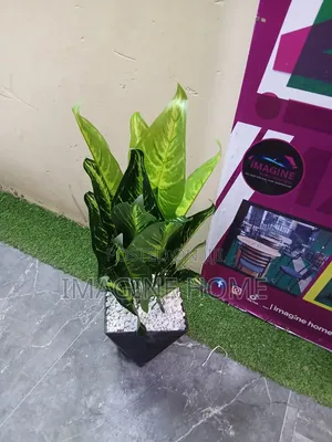 Mmea Mdogo Home Interiors - Rangi Mchanganyiko