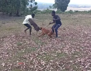 Controlled Aggression Dog Training