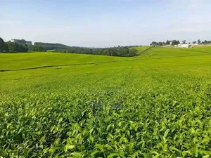 Eneo la Ekari 2 la Mashamba ya Chai Linalouzwa Tigoni, Limuru