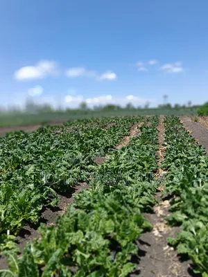 Irrigated Horticultural Land for Sale - 43 Acres, Kisaju