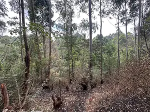 2 Acres Prime Land for Sale Near Kirawa Road