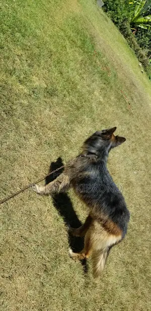 German Shepherd Stud Service - Long Coat