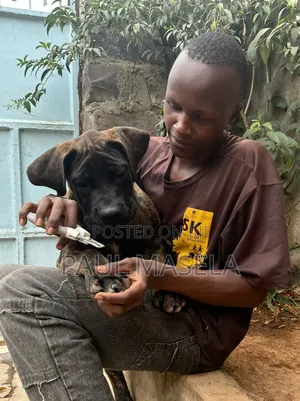 Dog Trainer - Aggression & Obedience