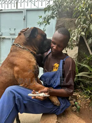 Boerboel Dog Training - Obedience & Aggression
