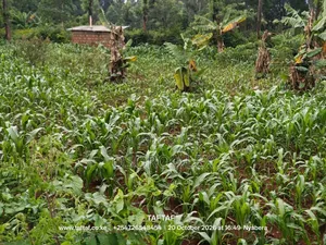 Mixed-Use Land for Sale in Kitutu Central