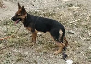 Mbwa wa Kijerumani Mwenye Nguvu wa Kike (3-6 Miezi)