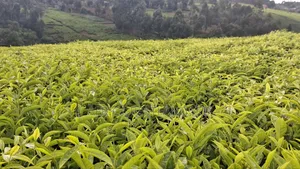 9 Acres Tea Farm for Sale in Gitiha Mathanja, Kiambu