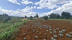 1.5 Acres Prime Agricultural Land for Sale in Gitiha Mathanja