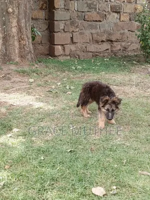 Mbwa Mwanama wa German Shepherd Safi (Miezi 3-6)