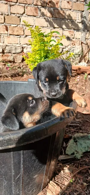 Rottweiler Safi Kinda - Mwezi 1-3 Kike