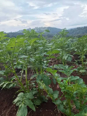 Fertile Farmland for Sale in Shamata