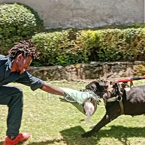 Pro-Class Paws Dog Training