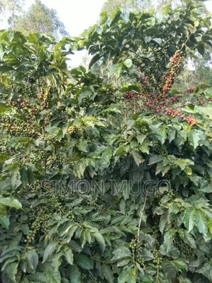 Kiambu Komothai Prime 2 Acres - Riverfront, Tarmac Access