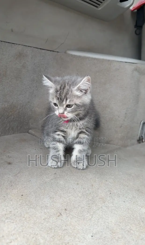 Female Mixed Breed British Shorthair Kitten (1-3 Months) - 1