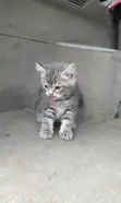 Female Mixed Breed British Shorthair Kitten (1-3 Months) - 1
